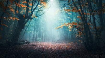 beautiful mystical forest in blue fog in autumn. colorful landscape with enchanted trees with orange