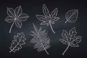 Wall Mural - Hand drawn autumn leaves