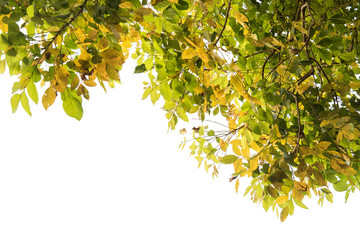 Green leaf and branch of tree isolated on white background