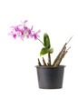 Orchid in black plastic flower pot