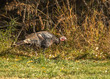 wild turkey with patterned grey feathers  in autumn