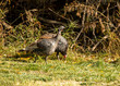 wild turkeys with patterned feathers in autumn