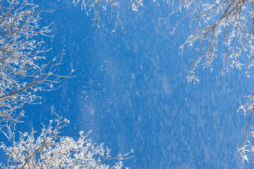 Poster - Snow falling from blue winter sky