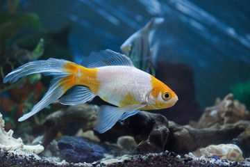 Sticker - One goldfish in blue aquarium water