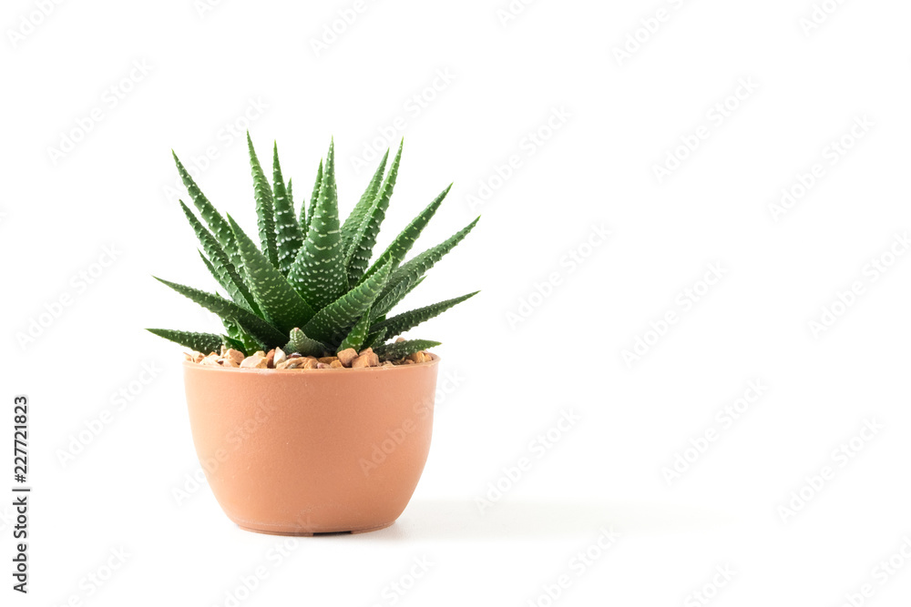 Small plant in pot succulents or cactus isolated on white background by front view - obrazy, fototapety, plakaty 