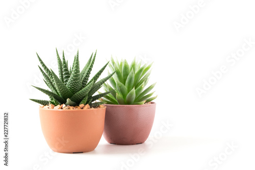 Fotomural Small plant in pot succulents or cactus isolated on white background by front vi