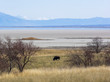 Bison Grazing with Snowcapped Backdrop