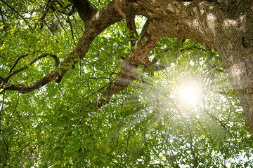 Diospyros decandra trees in forest . nature green wood sunlight backgrounds