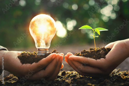Fotomural hand holding lightbulb with small tree and sunshine