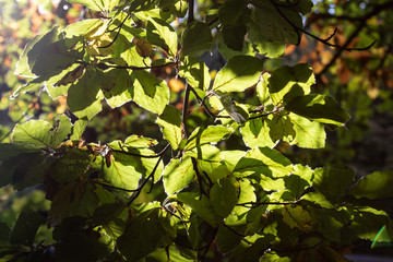 Wall Mural - green leaves of a tree with backlight