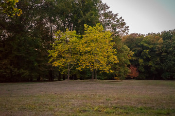 autumn in the park tree