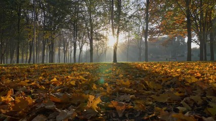 Fototapete - Gimbal shot of colorful autumn leaves in city park early in the morning. Autumn fall background.