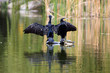 © Omer - Portrait of a Black Muscovy Duck.