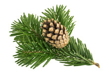 Fir Tree Isolated On White Background