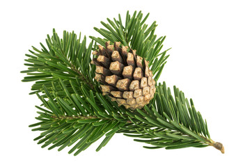Fir tree isolated on white background