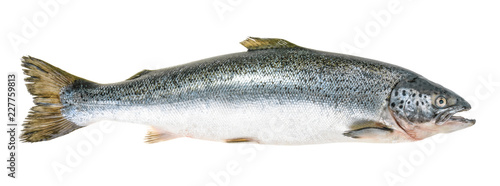 Fotografía Salmon fish isolated on white without shadow