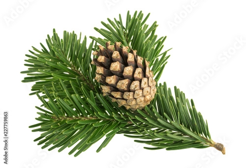 Cuadros en Lienzo Fir tree isolated on white background