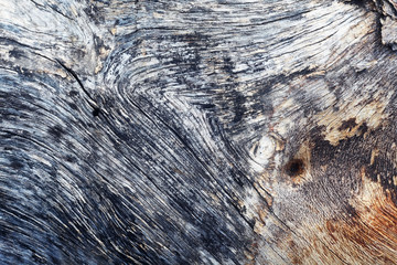 texture of wooden tree trunk background.