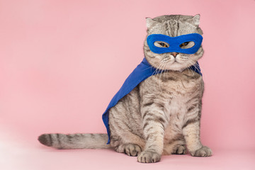 superhero, scotch whiskey with a blue cloak and mask. the concept of a superhero, super cat, leader.