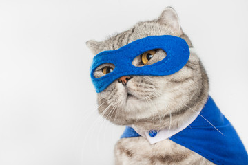 superhero, scotch whiskey with a blue cloak and mask. The concept of a superhero, super cat, leader. On a white background.Macho, Isolate