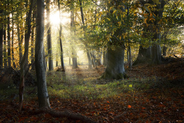 Wall Mural - beautiful old forest in autumn with sunrays, nature background