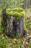 Fototapeta Na ścianę - Old stump overgrown with moss