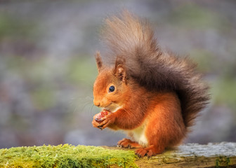 Wall Mural - Smiling red squirrel in English forest