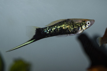 Wall Mural - Xiphophorus hellerii (swordtail), a species of freshwater fish in family Poeciliidae of order Cyprinodontiformes