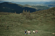 © Yakobchuk Olena - Top view of two men and three women walking up mount. They backpacking together in beautiful highland
