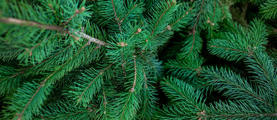 Wall Mural - christmas fir tree branches background. christmas pine tree wallpaper. copy space..