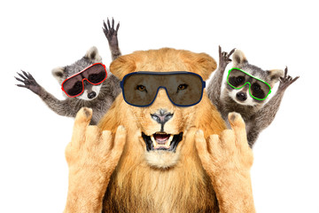 Wall Mural - portrait of a funny lion and two raccoon in sunglasses, showing a rock gesture, isolated on white ba