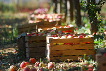 Ripe Apples In A Wood Crates,shallow Dof