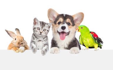 Aufkleber - Group of pets together over white banner. isolated on white background