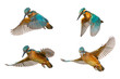 Collage of four Common Kingfisher (Alcedo atthis) in flight isolated on a white background
