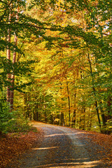 Wall Mural - Path covered by fallen leaves in forest near Jevany