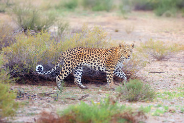 Sticker - The African leopard  (Panthera pardus pardus) walks early in the morning in the desert. Young male patrolling the border of the territory.