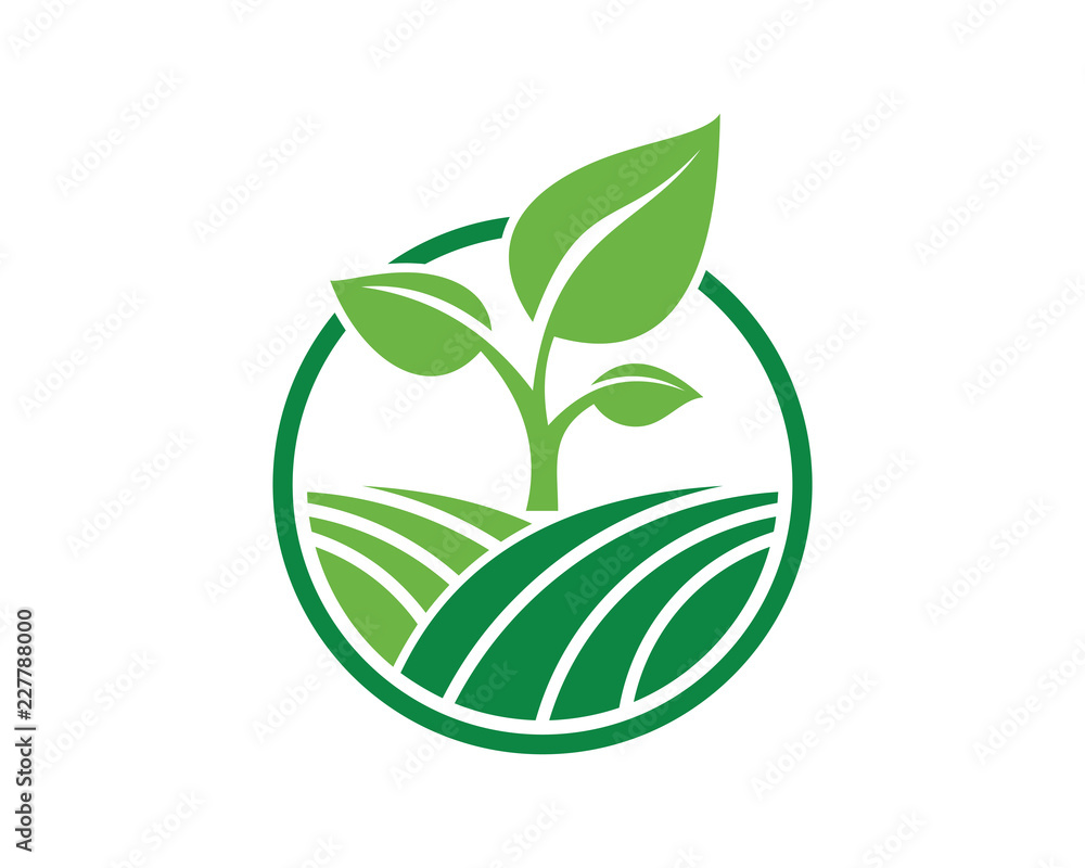 zeylanica snake plant 8