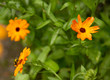 Bumble Bee on Orange Flower 3