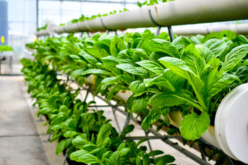 organic vertical farming