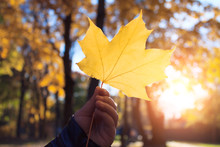Autumn Yellow Maple Leaf In The Hands Of A Child Close-up. Autumn Landscape Background, Sunshine, Sun Rays