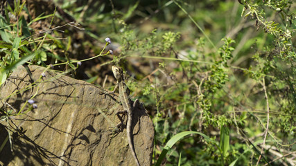 A little wild gecko basks in the sun.