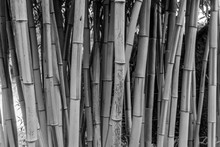 Bamboo Thatched Green Foliage Free Stock Photo - Public Domain Pictures
