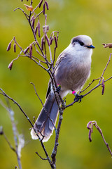 grey jay