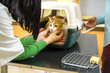 © phoenix021 - Cat in transportation cage on veterinarian table getting ready for treatment