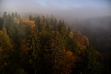 Fototapeta Na ścianę - Sunrise in the forest
