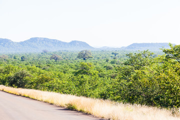 Wall Mural - The open bush of the north Kruger park, South Africa.