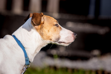 Wall Mural - A jack russel living in animal shelter in Belgium