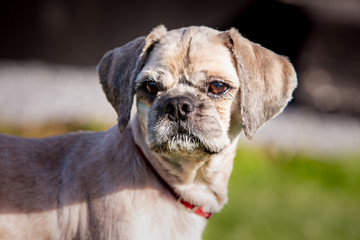 Wall Mural - A Shih tzu dog living in animal shelter in Belgium