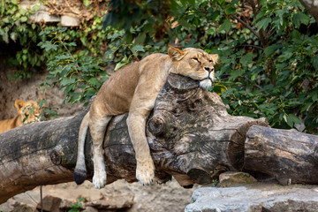 Lioness laying lazy on a fallen tree trunk with its paws hanging beside and head resting on top