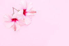 Wellness Background With Two Hibiscus Fresh Flowers On Pink Background, Top View